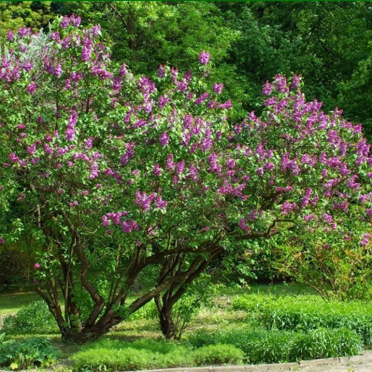Orgován obyčajný (Syringa vulgaris) ´MRS EDWARD HARDING´ - výška 40-60 cm, kont. C3L